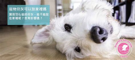 寵物骨灰放在家|寵物骨灰放家裡可以嗎？了解骨灰安置家中禁忌與4個。